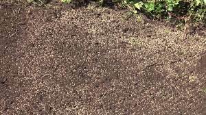 Lay down black beauty grass seed with a grass spreader. How To Plant Lawn Seed Youtube