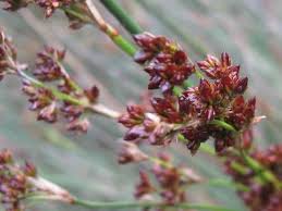 Image result for Juncus kraussii