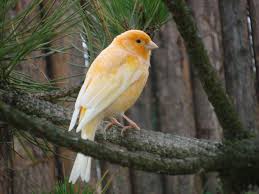 Wallpaper Gambar Foto Lukisan Burung Kenari Picture Painting And Photo Canary 20 Jpg 1600 1200 Burung Kenari Makanan Burung
