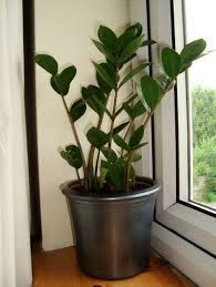 This plant is tough—making it perfect for the forgetful plant owner. Zz Plant Zamioculcas Zamiifolia Information And Care Guide Our House Plants
