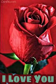 We did not find results for: 50 Most Beautiful I Love You Roses Images Pics Of Love Roses For Lovers