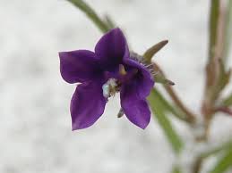 Image result for Monopsis