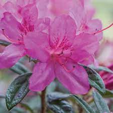 Encore azaleas perform best in sun to partial shade, preferably afternoon partial shade, according to the grower's website. Encore Azalea 1 Gal Autumn Amethyst Shrub With Small Magenta Purple Reblooming Flowers 80451 The Home Depot