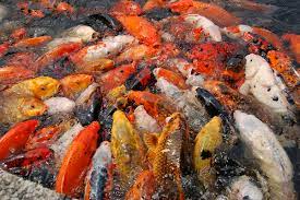Maybe you would like to learn more about one of these? Koi Pond Wikipedia