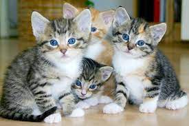 Cat Dream Meaning Spiritual Meaning Of Cats In Dreams