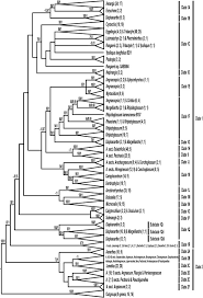 Image result for Tridactyle scottellii