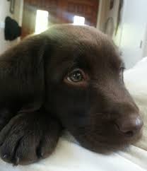 7 Week Old Chocolate Lab I Love My Puppy Dog Lovers Puppies Dog Love
