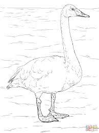 Whooper Swan Coloring Page Free Printable Coloring Pages Bird Coloring Pages Coloring Pages Love Coloring Pages