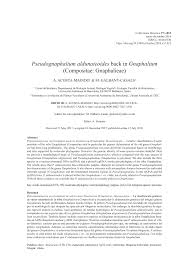 Image result for Pseudognaphalium oligandrum