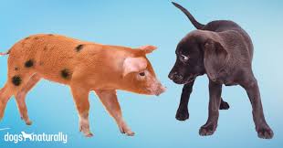 Plain pork is safe for dogs to eat in moderation, as long as it doesn't have seasoning, spices or sauces. Pork For Dogs When It S Good And When It S Bad Dogs Naturally