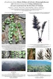 Image result for Abrodictyum