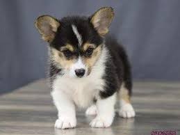 If you like what you see, be sure to inquire us today! Dogs And Puppies For Sale In Ohio Petland Carriage Place Best Small Dogs Dogs And Puppies Puppies