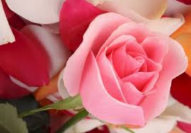 We did not find results for: Gambar Setangkai Mawar Merah Download Gambar Gratis Ruby Flower 1024x768 Wallpaper Teahub Io
