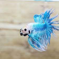 Pin On Marble Betta Fish Type