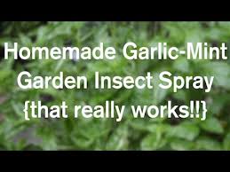 homemade garlic mint garden insect