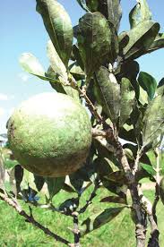 Image result for Strychnos innocua