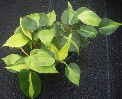 Heart Leaf Philodendron Philodendron Trees To Plant Unique Plants