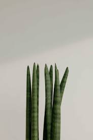 Image result for Pilea angolensis