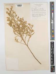 Image result for Pechuel-Loeschea leubnitziae