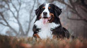Fluffy Dog Breeds 34 Small Large And Giant Pups With Long Hair