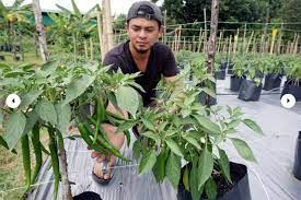 Manakala untuk polibeg, saiz minimum 16 inchi penyiraman. Tanam 4000 Pokok Cili Fertigasi Modal Rm20k Untung Rm60k Semusim Kartel Dakwah