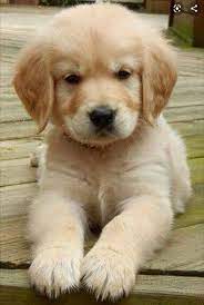 libra cute baby dogs pretty dogs cute little puppies