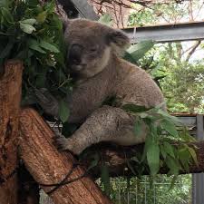 Animal Jobs Near Me 2020 Koala Bear Koala Animals