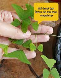 Maybe you would like to learn more about one of these? Pin On Clinical Holistic Therapy