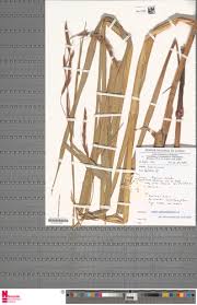 Image result for Scleria melanotricha