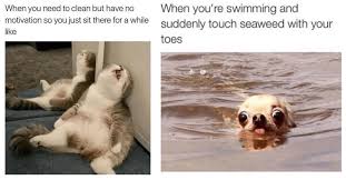 Why don't you join us and see the biggest collection of funny animal pictures with captions? Daily Dump Of 14 Animal Memes For Giggles I Can Has Cheezburger