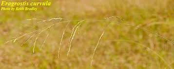 Image result for Eragrostis curvula
