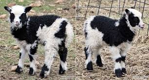 Mini Sheep For Sale Shetlands Shetliots Harlequins And More Pets For Sale Sheep Sheep For Sale
