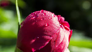 Pink color hyacinth flowers 5k. Ultra Hd Flower Wallpapers Top Free Ultra Hd Flower Backgrounds Wallpaperaccess
