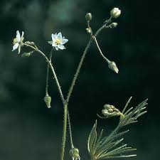 Image result for Spergula