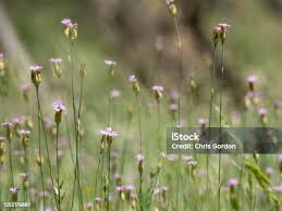 Image result for Hermbstaedtia fleckii
