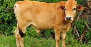 Kita sebagai manusia perlu bersabar dengan segala cabaran di dunia ini.korang. Lembu Punya Susu Sapi Dapat Nama