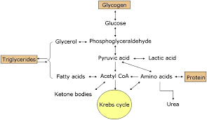 As aerobes in a world of aerobic organisms, we tend this vast increase in energy production probably explains why aerobic organisms have come to however, anaerobic pathways do persist, and obligate anaerobes have survived over 2 billion. Carbohydrate And Fat Utilization During Rest And Physical Activity European E Journal Of Clinical Nutrition And Metabolism