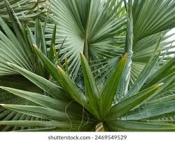 Image result for Latania loddigesii