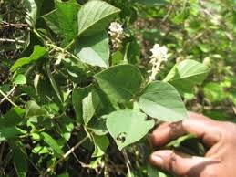 Image result for Neonotonia