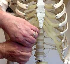 The upper front part of the torso. The Slipping Rib Syndrome An Overlooked Cause Of Abdominal Pain