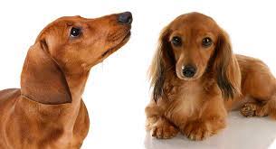 Chocolate with tan points permits brown nose. Miniature Dachshund Vs Standard Is One Better Than The Other