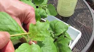 Check spelling or type a new query. Identifying And Treating Aphids On Your Garden Vegetable Plants Trg 2015 Youtube
