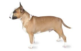 Why buy a bull terrier puppy for sale if you can adopt and save a life? Bull Terrier Dog Breed Information Pictures Characteristics Facts Dogtime