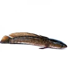 Biasanya ibu selepas bersalin akan memakan lauk pauk berasaskan ikan haruan ataupun minyak ikan haruan. Ikan Haruan Snakehead Murrel 1kg Pkt Lazada