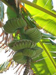 Image result for Musa sp. (Ornamental bananas)