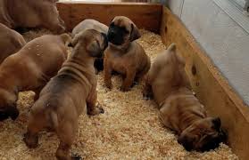 We deliver boerboel pups for sale to pa,nj,ct,ny,md,va. Reduced Stunning Boerboel Puppies For Sale
