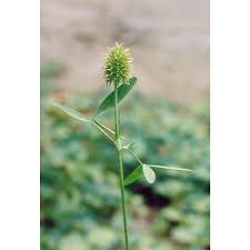 Image result for Trifolium squarrosum