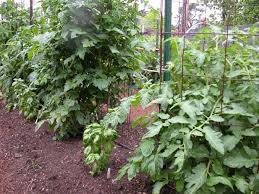 We did not find results for: Companion Planting Add Basil Next To Tomato Plants Plants Growing Vegetables Tomato Garden