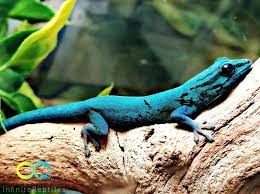 Electric Blue Day Gecko Cute Dogs And Puppies Electric Blue Gecko