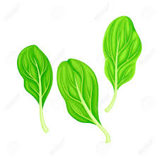 However, both the flowers and leaves on an apple tree are edible in small quantities and are high in antioxidants and minerals. Leaf Vegetable Or Salad Greens As Plant With Edible Leaves Vector Illustration Royalty Free Cliparts Vectors And Stock Illustration Image 153336479